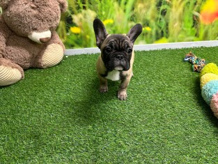 French Bulldog male Puppy for sale 002359536